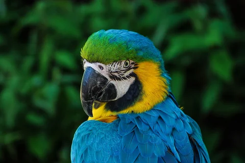 Adorable animals photo pack 3